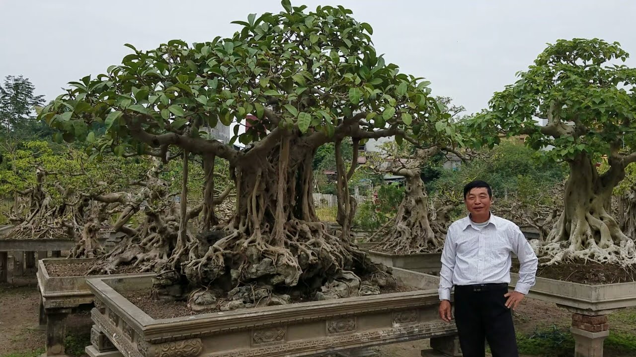 Cây cảnh bonsai - cây đa