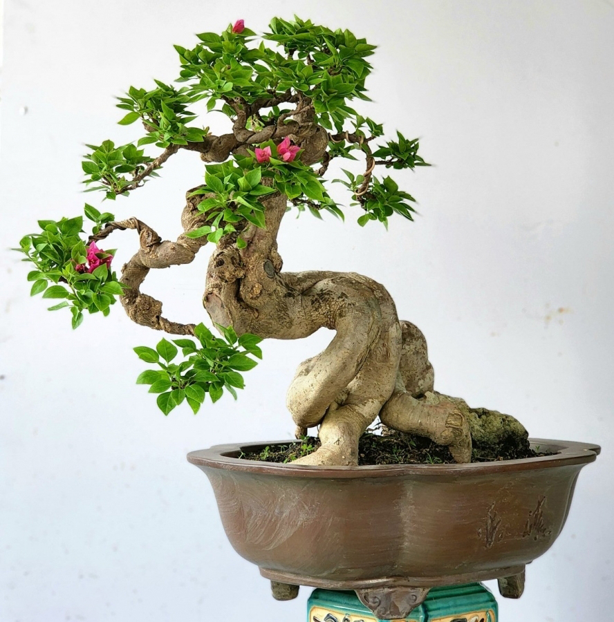 Cây cảnh bonsai - cây hoa giấy
